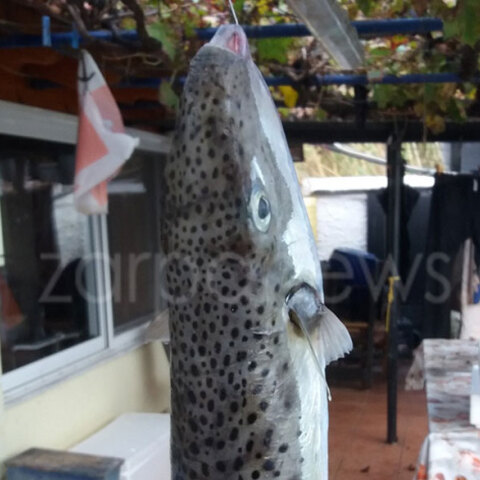 Λαγοκέφαλος... γίγας στα δίχτυα ψαρά στην Κρήτη