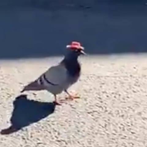 Περιστέρια με καπέλα στο Λας Βέγκας