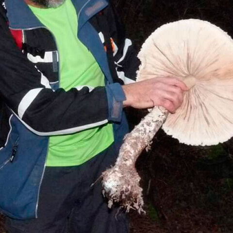 Μανιτάρι-γίγας στην Ξάνθη