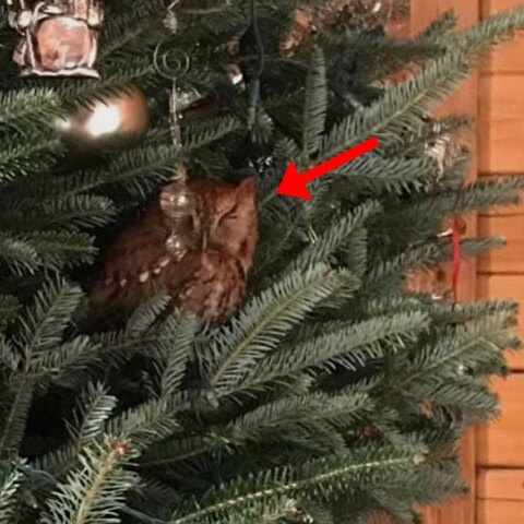 ΗΠΑ: Αληθινή κουκουβάγια «φώλιασε» σε χριστουγεννιάτικο δέντρο σπιτιού