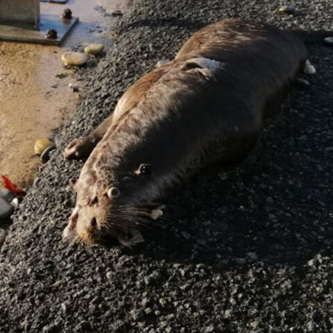 Νεκρή σπάνια ευρωπαϊκή ενυδρίδα στην Αργολίδα
