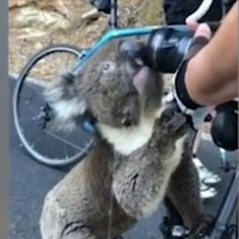 koala-thirsty