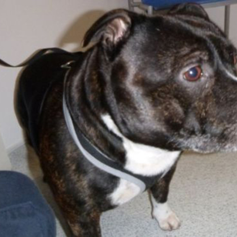 Η συγκινητική ιστορία εγκατάλειψης του Cracker 