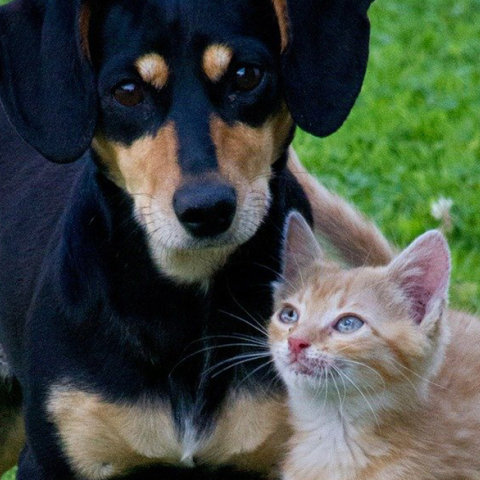 Καταγγελίες για βασανισμούς κουταβιών και γατιών