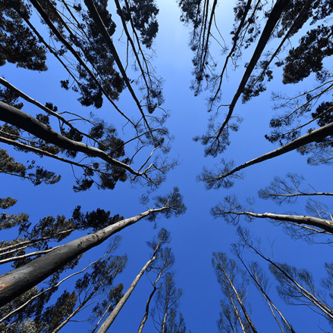 Αυστραλία, καμένη γη