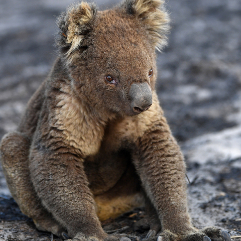 Κοάλα στην καμένη γη της Αυστραλίας