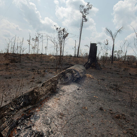 Πυρκαγιές και αποψίλωση στον Αμαζόνιο