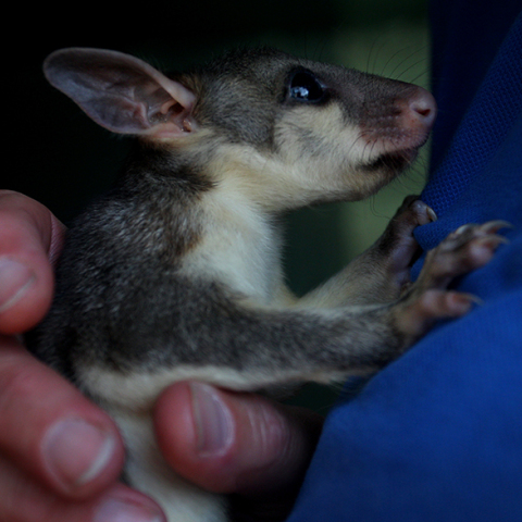 Δεκάδες τα οπόσουμ με καμένες πατούσες στην Αυστραλία 