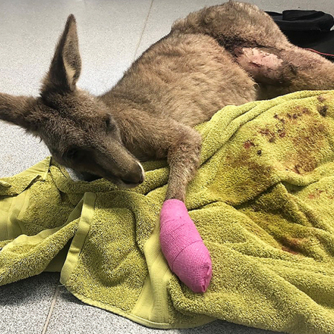 Εκατοντάδες τα καγκουρό με εγκαύματα στην Αυστραλία