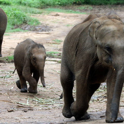 Αποδεκατισμένος ο πληθυσμός των ελεφάντων στη Σρι Λάνκα