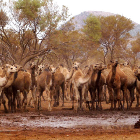 camels.jpg