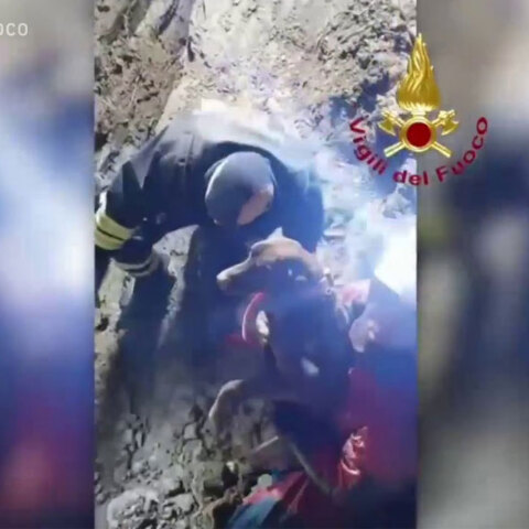 Ιταλία: Η συγκινητική στιγμή που διασώστες απεγκλωβίζουν δύο σκυλιά σε παλιό λατομείο - Έμειναν παγιδευμένα για περισσότερες από 30 ώρες