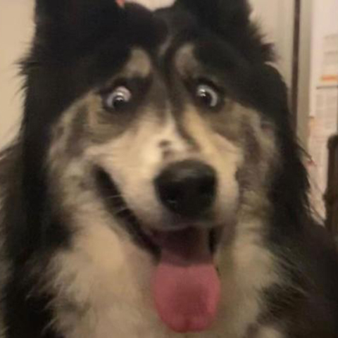 Το χάσκι Τζούμπιλι 