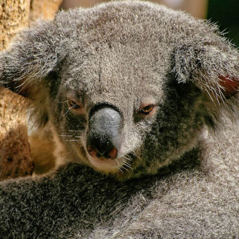 koala.jpg