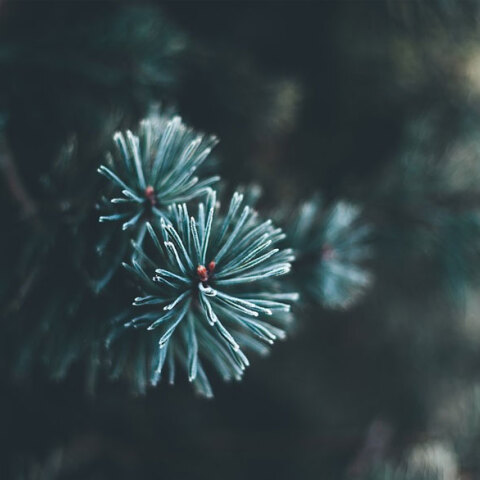 Χριστουγεννιάτικο δέντρο