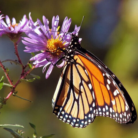 butterfly-monarche.jpg