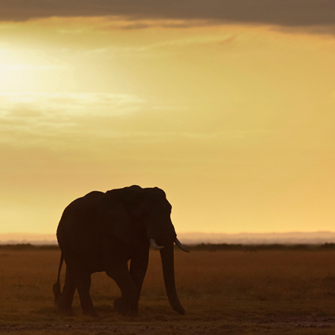 Κένυα, η γη των ελεφάντων