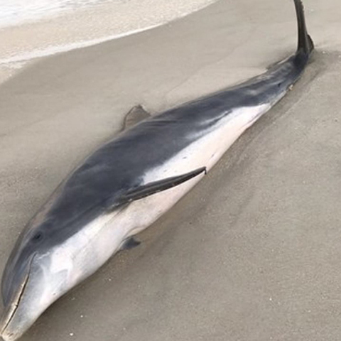 Ένα από τα δύο νεκρά δελφίνια στη Φλόριντα