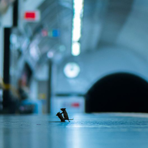 Φωτογραφία Άγριας Ζωής 