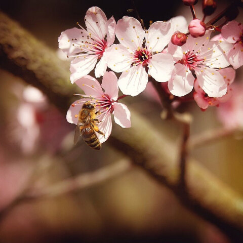 Μέλισσα επικονιάζει αμυγδαλιά στην Καλιφόρνια
