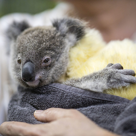 Εκατοντάδες κοάλα χάθηκαν στις φωτιές της Αυστραλίας 