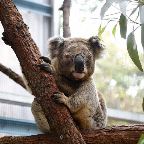Αυστραλία: Ένα από τα κοάλα που σώθηκε από τις καταστροφικές πυρκαγιές