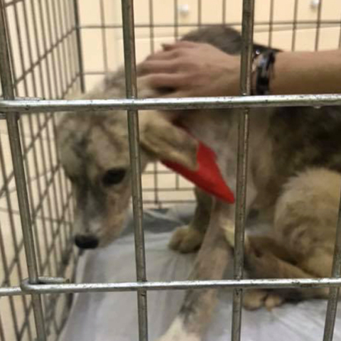 Κακοποίηση σκύλου