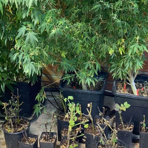 «Δάση» κάνναβης σε τρία σπίτια εντόπισαν αστυνομικοί στην Αθήνα και την Εύβοια - Εξαρθρώθηκε κύκλωμα