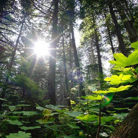 ECOVOICE ATHENS VOICE Free Thinking Zone vasiliki grammatikogianni