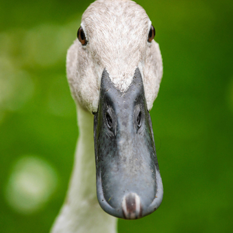 Γρίπη των πτηνών στη Βουλγαρία