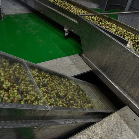 Ελαιοτριβείο στο Γαλατάκι Κορινθίας