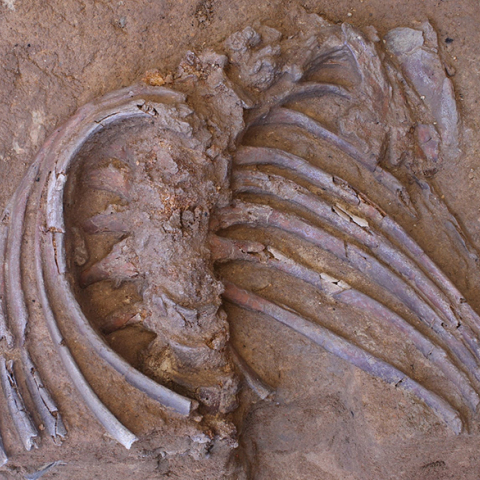 Νεάντερταλ