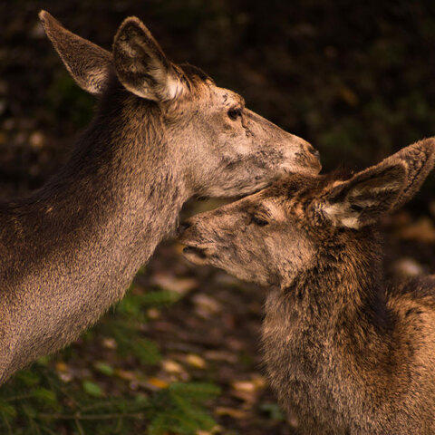 kokkino elafi Cervus elaphus parnitha konstantis alexopoulos
