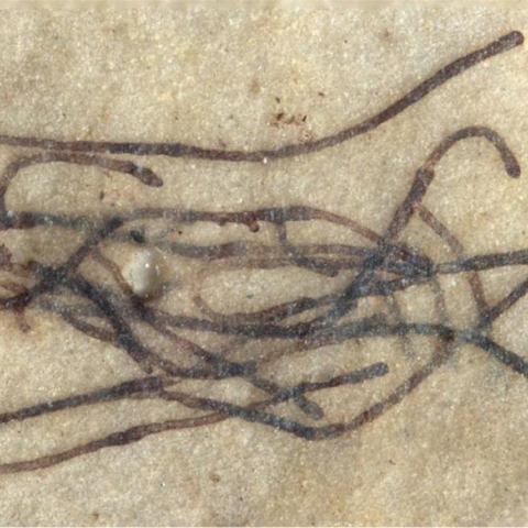 Απολίθωμα φυκιού