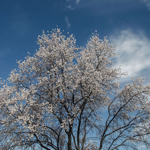 Ανθισμένες αμυγδαλιές 