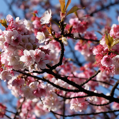 Οι ανθισμένες κερασιές στο Τόκιο
