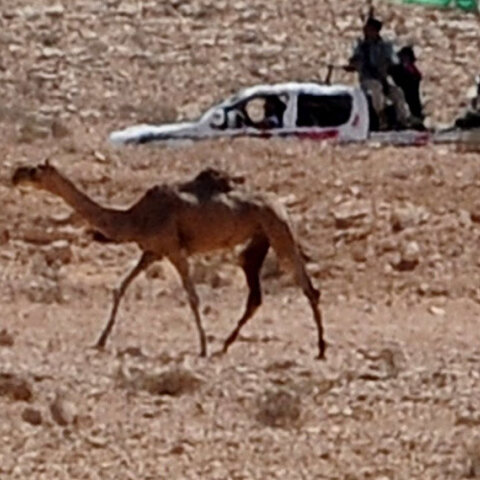 Καμήλα - Λιβύη