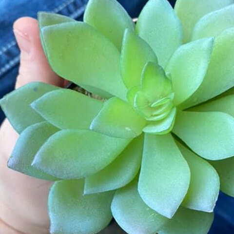 Νόμιζε ότι το πλαστικό φυτό ήταν αληθινό και το πότιζε για δύο χρόνια