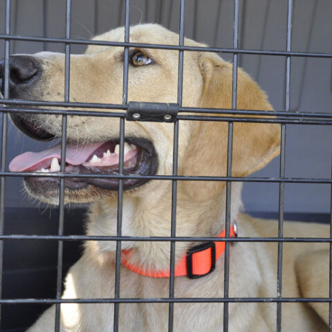 Νομοσχέδιο για αδέσποτα ζώα