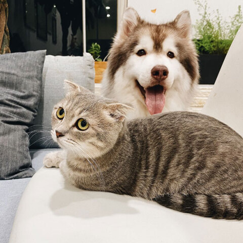 Δεν υπάρχει απόδειξη μετάδοσης του κορωνοϊού από τον άνθρωπο στα ζώα