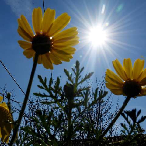 Ηλιοφάνεια
