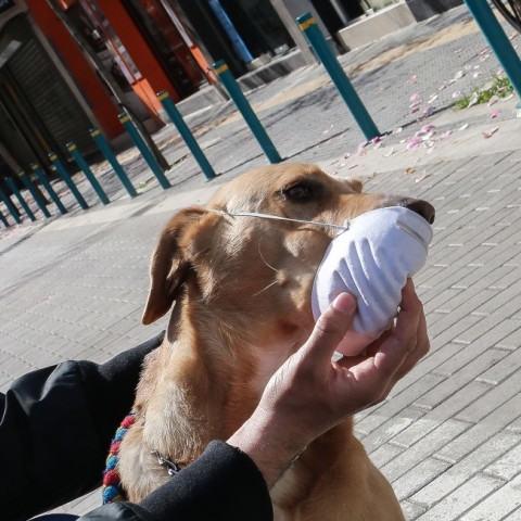 Άντρας φοράει μάσκα στο σκύλο του ενώ δεν κινδυνεύει από τον κορωνοϊό