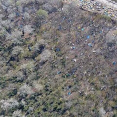 Οικολογική καταστροφή στον Έβρο. Μετανάστες αποψιλώνουν το δάσος για να βάλουν φωτιά να ζεσταθούν