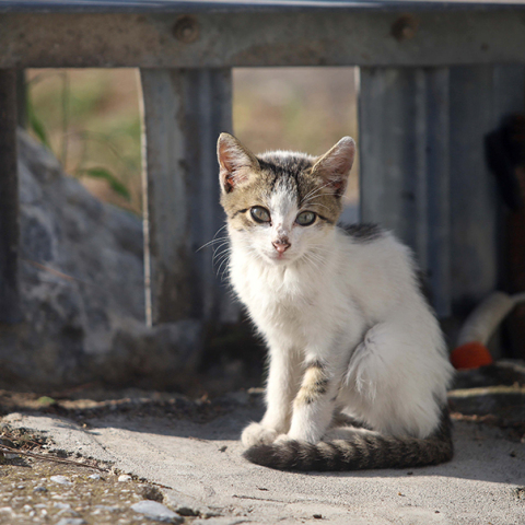 Έκκληση Φωτεινής Πιπιλή για φροντίδα των αδέσποτων στις πόλεις