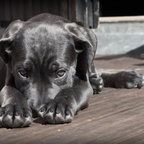 Κορωνοϊός και κατοικίδια