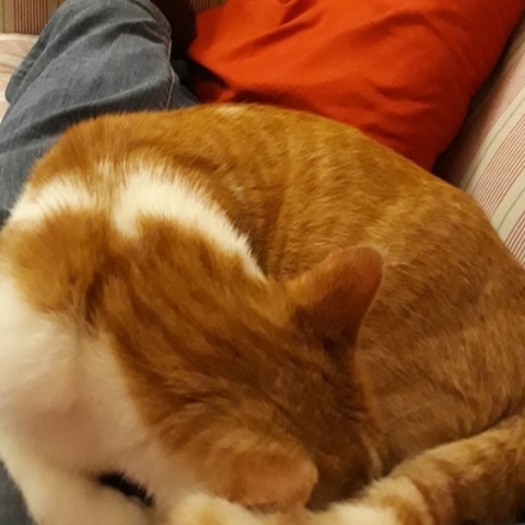 #menoumespiti με την Athens Voice: Ο συγγραφέας Αλέξης Πανσέληνος περιγράφει μία μέρα στο σπίτι, εν μέσω πανδημίας κορωνοϊού.