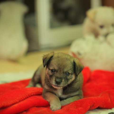 Η επιστολή του Θ. Λιβάνιου στους Δημάρχους για τη φροντίδα των αδέσποτων ζώων.