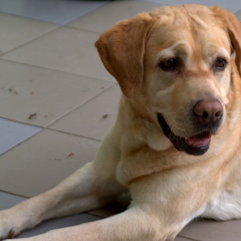 Το λαμπραντόρ που προσφέρει ψυχολογική στήριξη στους γιατρούς