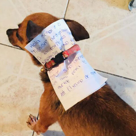 Σκύλος, Μεξικό