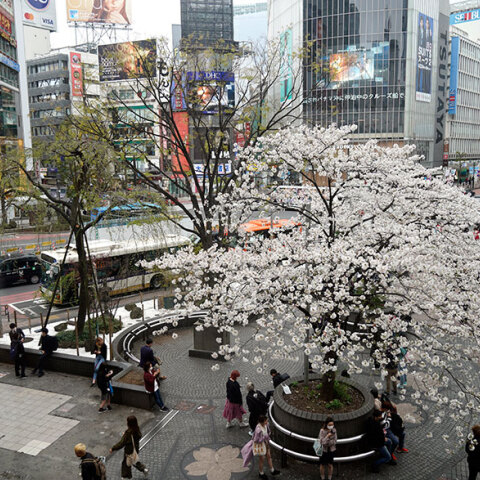 Κορωνοϊός στο Τόκιο